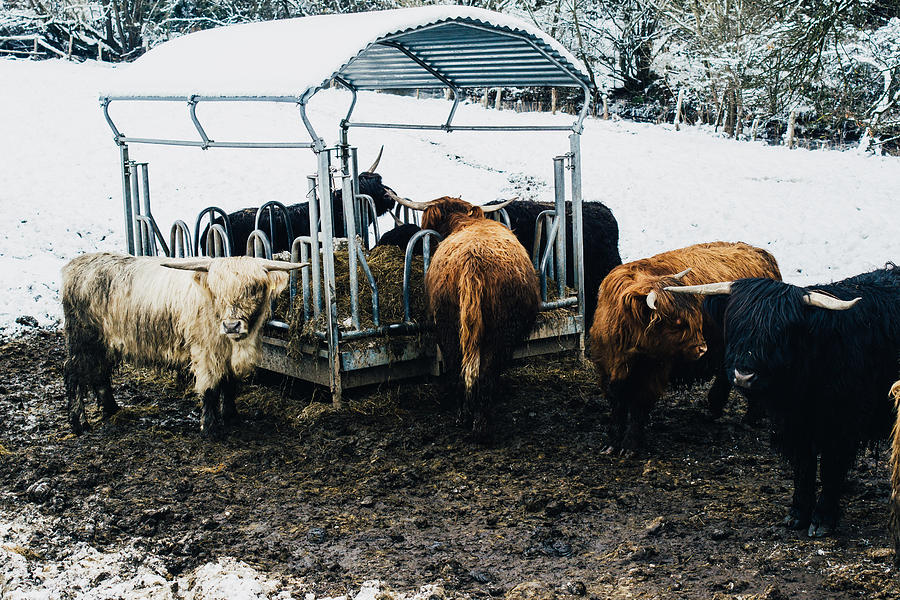 Muddy winter footing conditions for cattle