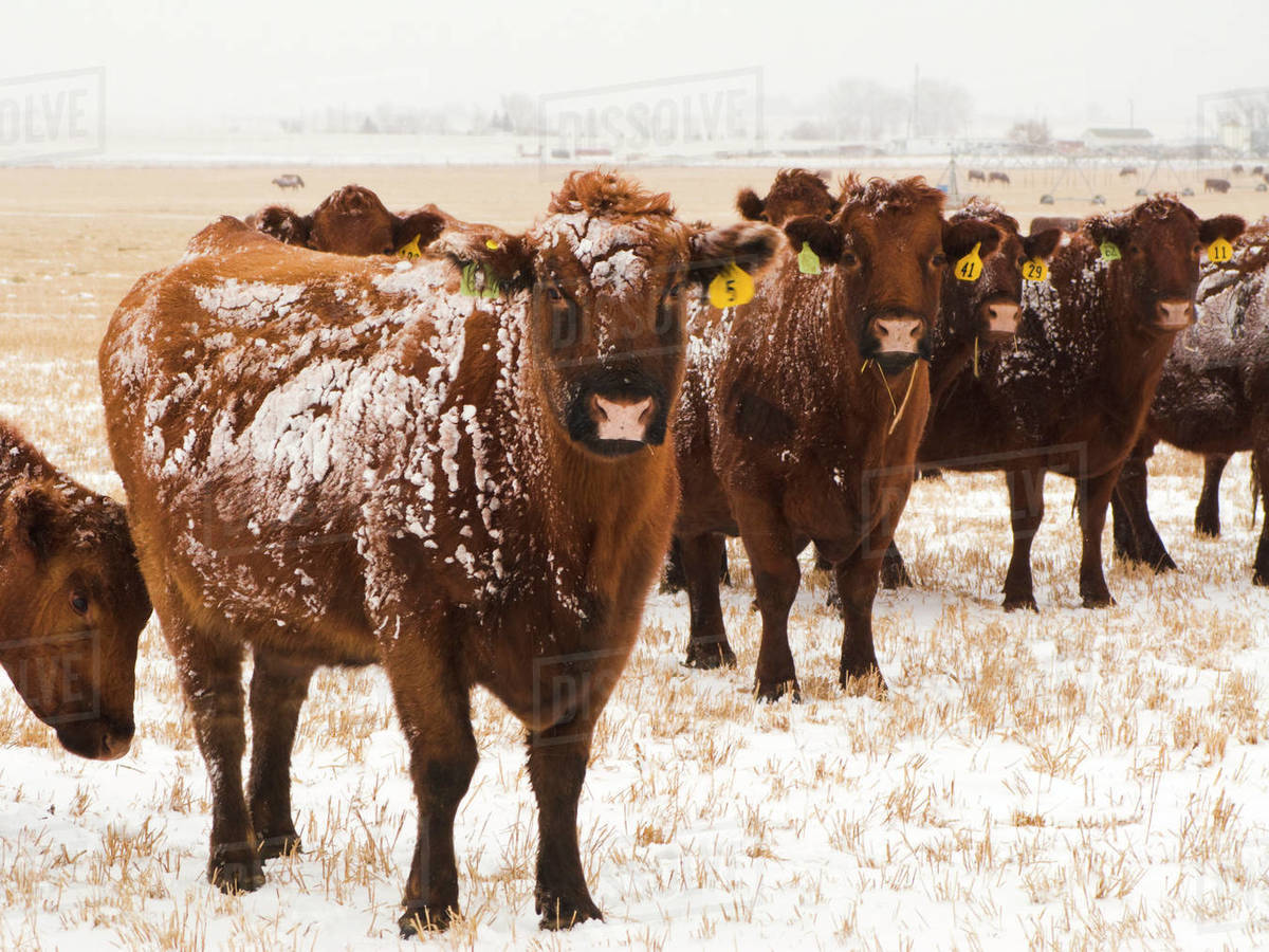 Calm cattle behavior in winter conditions