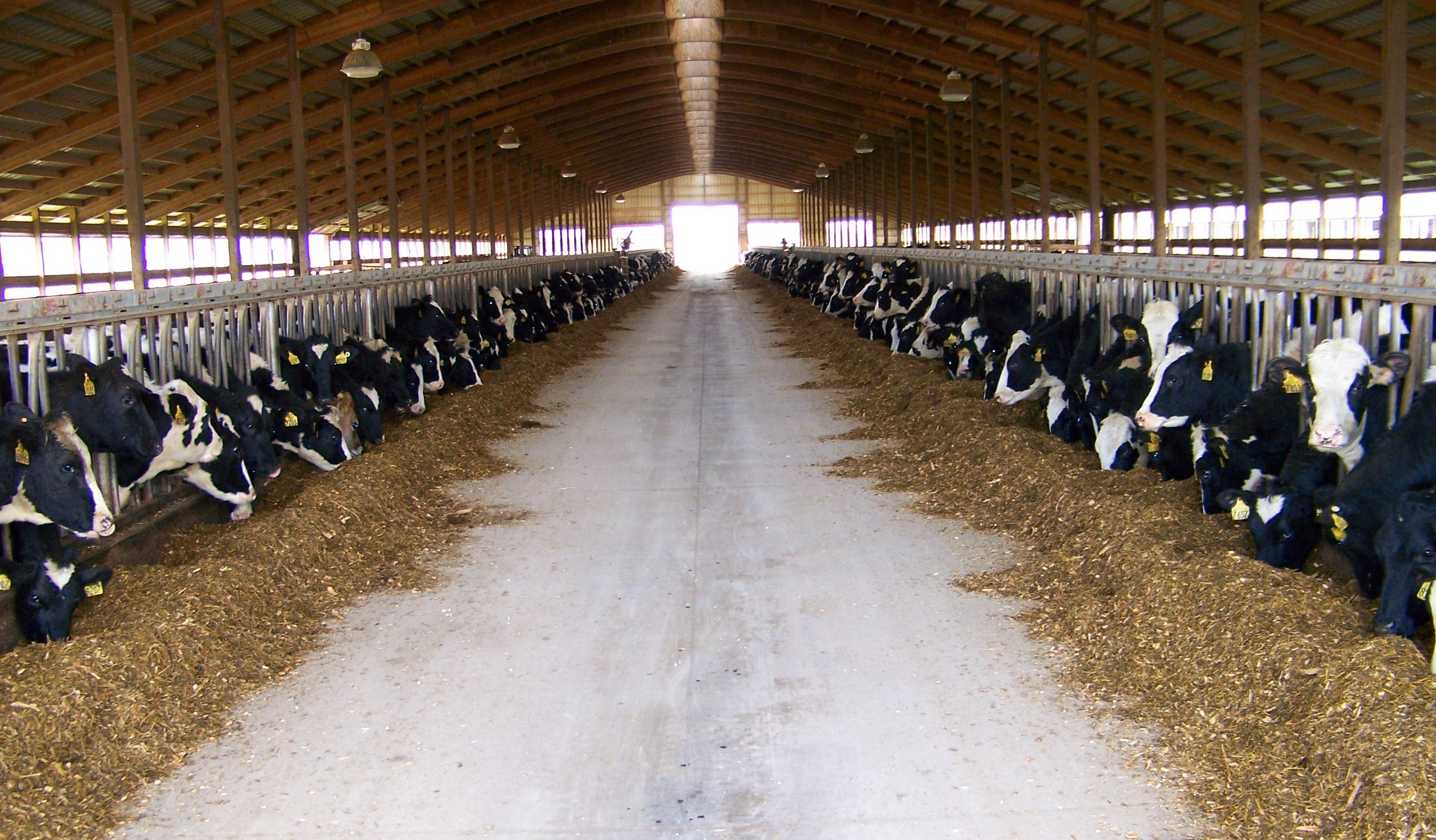 Calm dairy cows standing in a barn alley in soft morning light